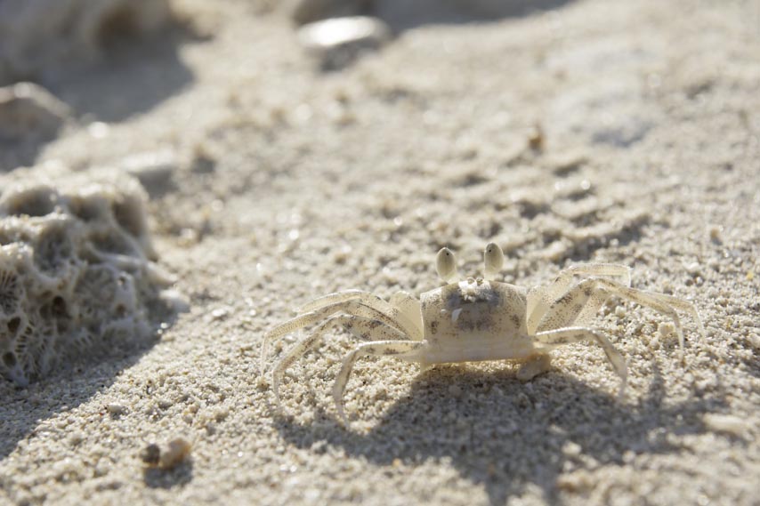 池間島の砂浜の蟹さん